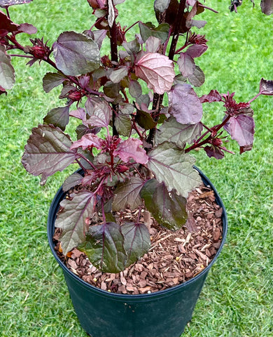Cranberry Hibiscus acetosella | Red Leaf Shrub | Edible Ornamental Flower