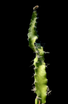 Acanthocereus tetragonus Monstrose Form | Florida Native Barbed Wire Cactus