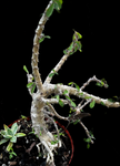 Euphorbia croizatii x millii hybrid Specimen | Madagascar Hybrid