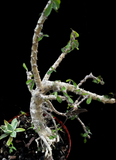 Euphorbia croizatii x millii hybrid Specimen | Madagascar Hybrid