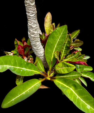 Euphorbia millotii Specimen 1 | Madagascar Flowering Shrub