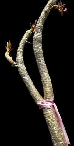Euphorbia millotii Specimen 3 | Madagascar Flowering Shrub