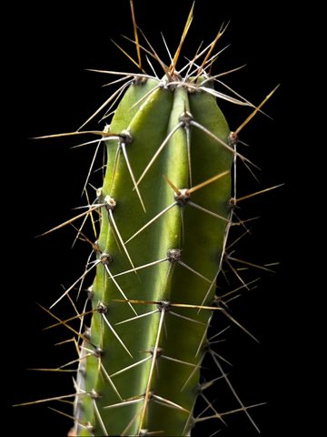 Leptocereus wrightii | Caribbean Cactus | Large Size