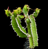 Euphorbia graniticola Specimen