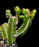 Euphorbia graniticola Specimen