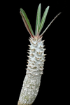Pachypodium inopinatum | 3 Year Old Plant #1