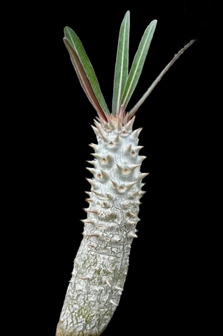 Pachypodium inopinatum | 3 Year Old Plant #1