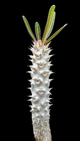 Pachypodium inopinatum | 3 Year Old Plant #2