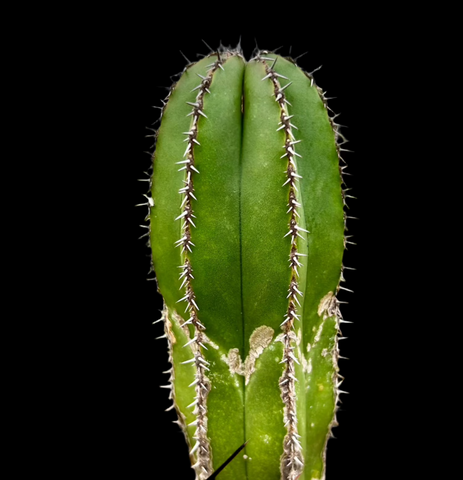 Pachycereus marginatus | Mexican Fence Post Cactus