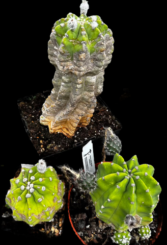 Three Wise Guys | Set of 3 Mature Echinopsis 'Dominos' Corky Cacti