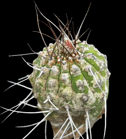Matucana madisoniorum | Old Specimen
