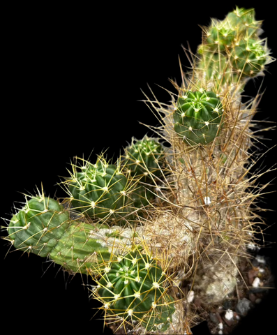 Mature Cactus Clump No ID
