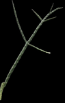 Acanthocereus (Peniocereus) tepalcatepecanus | Caudex Forming Cactus RARE
