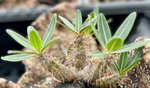 Pachypodium rosulatum gracilis | Branched Specimen