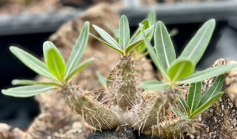 Pachypodium rosulatum gracilis | Branched Specimen