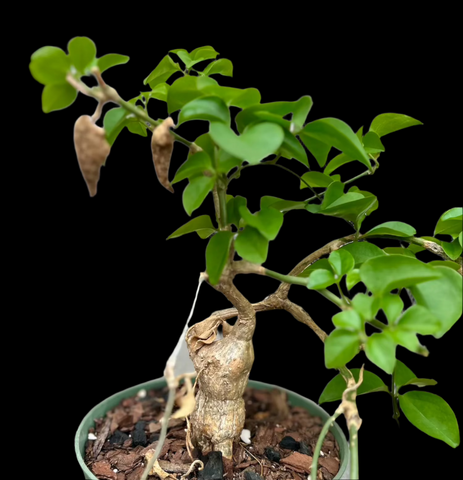 Neoalsomitra sarcophylla | Large Specimen | Vining Caudex