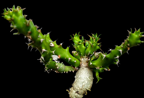 Euphorbia tortirama HYBRID | Seed Grown Caudex Forming Euphorbia