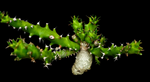 Euphorbia tortirama HYBRID | Seed Grown Caudex Forming Euphorbia