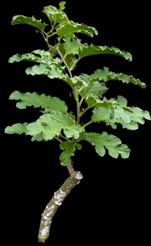 Adenia kerramanthus Specimen Large