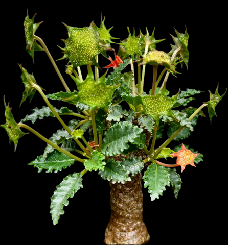 Dorstenia horwoodii | Dwarf Caudex Plant | Large Specimen