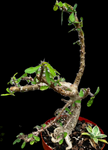 Euphorbia croizatii x millii hybrid Specimen | Madagascar Hybrid