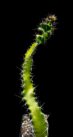 Acanthocereus tetragonus Monstrose Form | Florida Native Barbed Wire Cactus