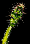 Acanthocereus tetragonus Monstrose Form | Florida Native Barbed Wire Cactus