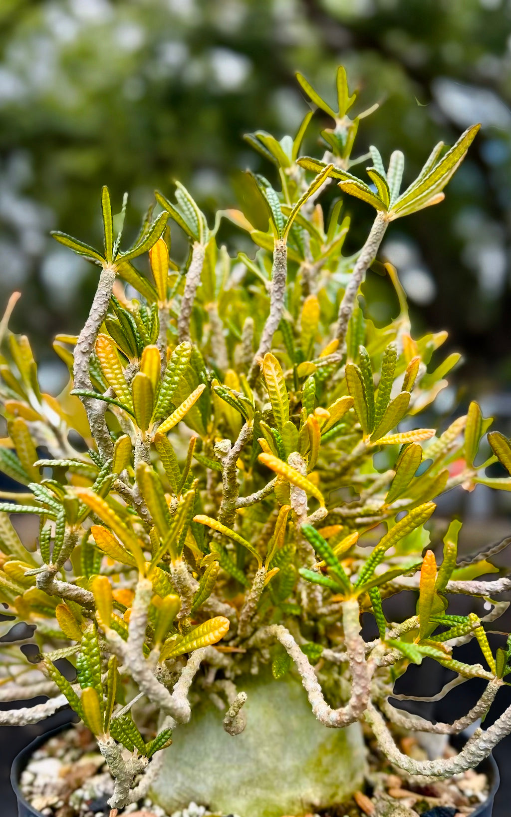 Dorstenia gigas f.bullata種子　3粒 Dorstenia gigas f. bullata from seed : r/Caudex