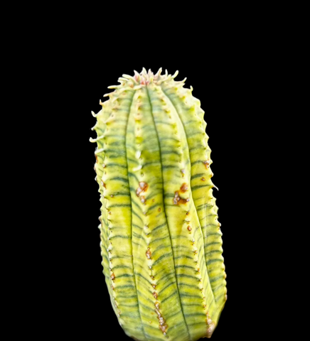 Euphorbia obesa hybrid Variegated | Exact Specimen