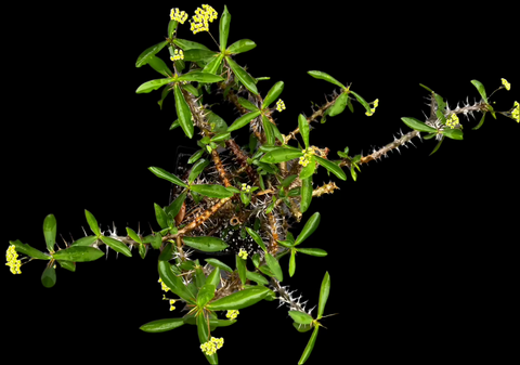 Euphorbia didieroides Hybrid | Specimen Size | Exact Plant
