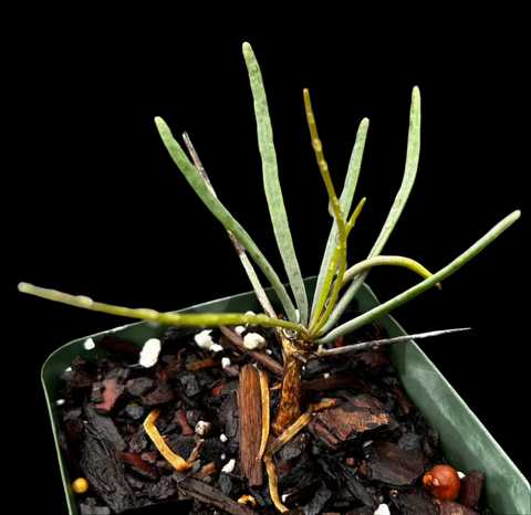 Didierea madagascarensis | Young Plants 4" Pots | Madagascar Spiny Forest