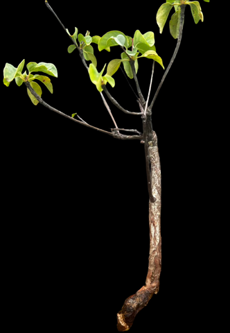 Terminalia orbicularis | Rare African Tree | Exact Specimen 2