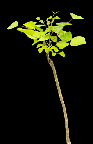 Erythrina flabelliformis | Coral Bean Tree | Exact Seed Grown Specimen