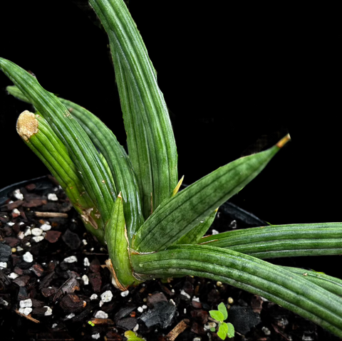 Sansevieria Ed Eby (patens) | All Remaining Stock