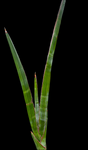 Sansevieria robusta Narrow Form | Exact Plant