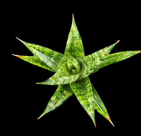 Sansevieria Thai Hybrid No ID 2 | Exact Plant Shown