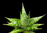 Sansevieria Thai Hybrid No ID 2 | Exact Plant Shown