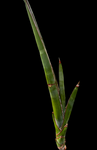 Sansevieria robusta Narrow Form | Exact Plant 2
