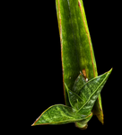Sansevieria Thai Hybrid No ID 4 | Exact Plant Shown