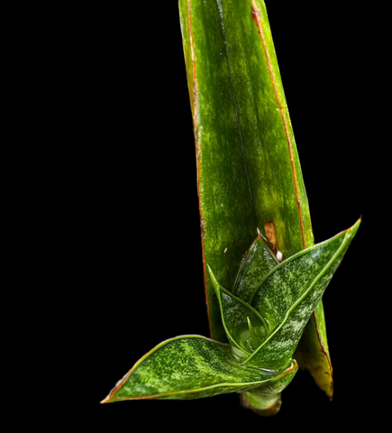 Sansevieria Thai Hybrid No ID 4 | Exact Plant Shown