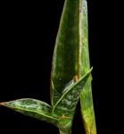 Sansevieria Thai Hybrid No ID 4 | Exact Plant Shown
