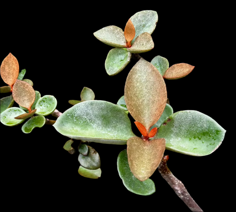 Kalanchoe orgyalis 'Copper Spoons' | Exact Large Specimen