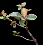 Kalanchoe orgyalis 'Copper Spoons' | Exact Large Specimen