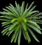 Pachypodium lamerei Crested Specimen A1 | Own Roots | Huge Plant