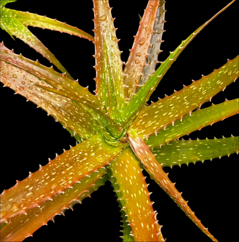 Aloe dorotheae | Sunset Aloe | Large 2 Gallon