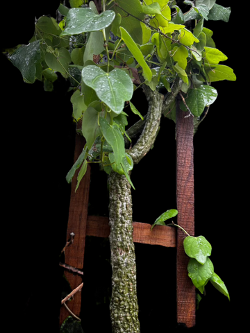 Adenia epigea Specimen 2 | Caudex Adenia | Huge Plant