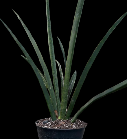 Sansevieria No ID Large Upright Dark Hybrid | Offsets 1 gallon
