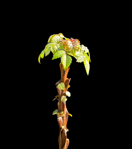 Beiselia mexicana | New World Frankincense Relative | Exact Specimen