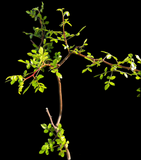 Bursera filicifolia | New World Frankincense Tree | Exact Specimen