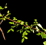 Bursera filicifolia | New World Frankincense Tree | Exact Specimen